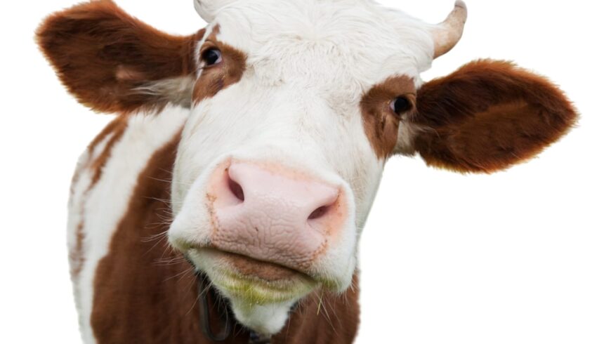 האמת על חלב פרה כמקור לסידן