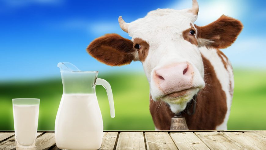 נתונים מהותיים שלא ידעתם על חלב פרה